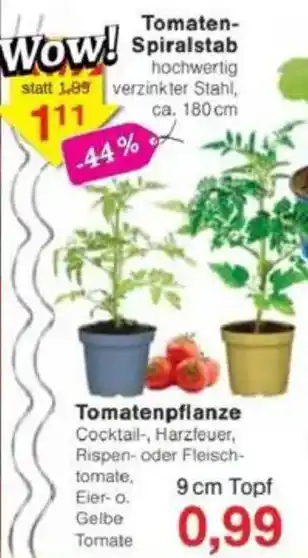 Jawoll Tomatenpflanze Angebot