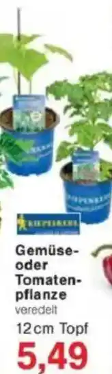 Jawoll Gemüse- oder Tomaten- pflanze Angebot