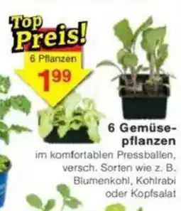 Jawoll Gemüse- pflanzen Angebot