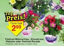 Jawoll Festival-Männertreu, -Eisenkraut, -Petunie oder Festival-Parade Angebot