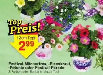 Jawoll Festival-Männertreu, -Eisenkraut, -Petunie oder Festival-Parade Angebot