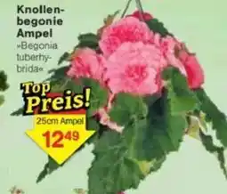 Jawoll Knollen- begonie Ampel Angebot