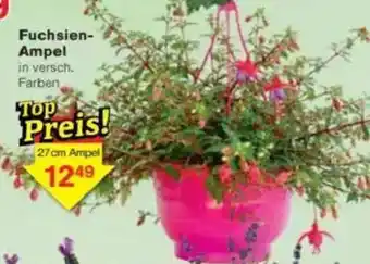Jawoll Fuchsien- Ampel Angebot