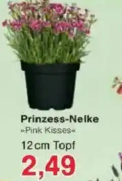 Jawoll Prinzess-Nelke Pink Kisses Angebot