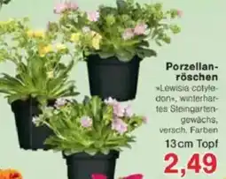 Jawoll Porzellan- röschen Angebot