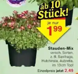 Jawoll Stauden-Mix Angebot