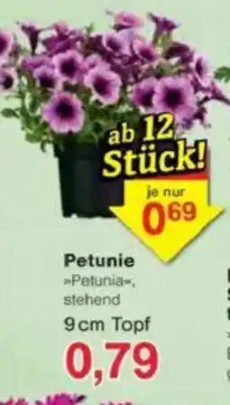 Jawoll Petunie Angebot