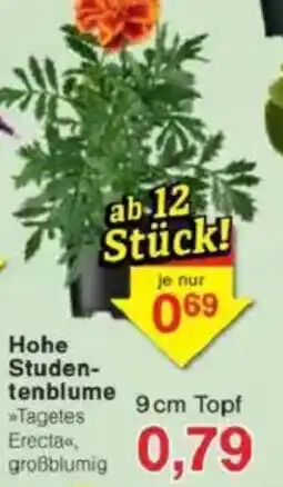 Jawoll Hohe Studen- tenblume Angebot