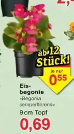 Jawoll Eis- begonie Angebot