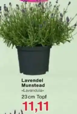 Jawoll Lavendel Munstead Angebot