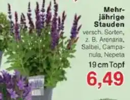 Jawoll Mehr- jährige Stauden Angebot
