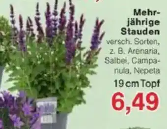 Jawoll Mehr- jährige Stauden Angebot