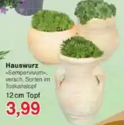 Jawoll Hauswurz Angebot