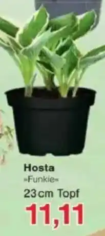 Jawoll Hosta Angebot