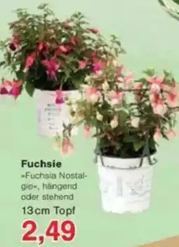 Jawoll Fuchsie Angebot