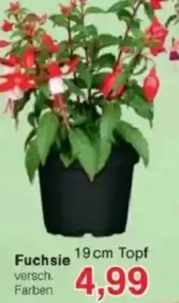 Jawoll Fuchsie Angebot