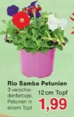 Jawoll Rio Samba Petunien Angebot