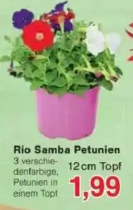 Jawoll Rio Samba Petunien Angebot