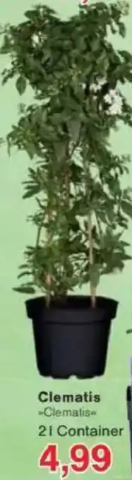 Jawoll Clematis Angebot