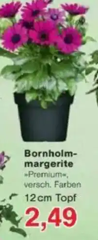 Jawoll Bornholm- margerite Angebot