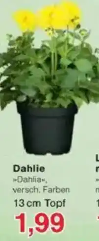 Jawoll Dahlie Angebot