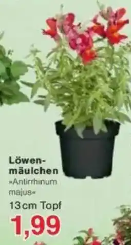 Jawoll Löwen- mäulchen Angebot