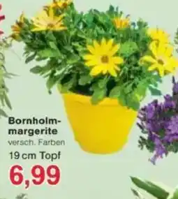 Jawoll Bornholm- margerite Angebot