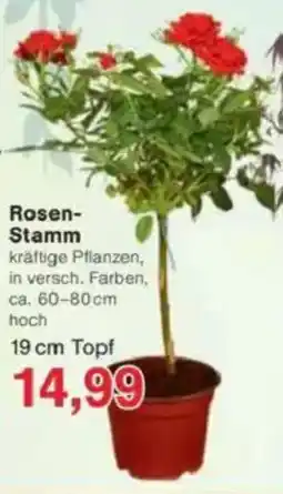 Jawoll Rosen- Stamm Angebot