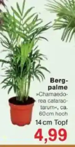 Jawoll Berg- palme Angebot