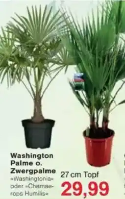 Jawoll Washington Palme o. Zwergpalme Angebot