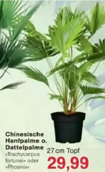 Jawoll Chinesische Hanfpalme o. Dattelpalme Angebot