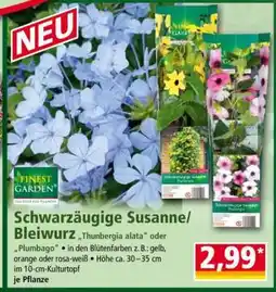 Norma Schwarzäugige Susanne/Bleiwurz Angebot