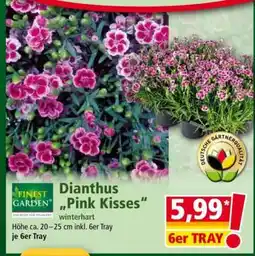 Norma Dianthus, Pink Kisses Angebot