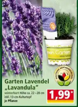 Norma Garten-Lavendel „Lavandula“ Angebot