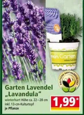 Norma Garten-Lavendel „Lavandula“ Angebot