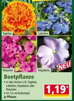 Norma Beetpflanze Angebot