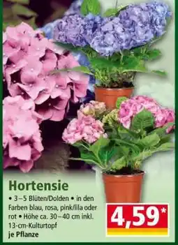 Norma Hortensie Angebot