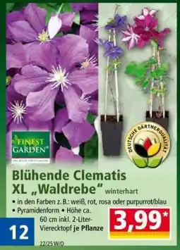 Norma Blühende Clematis XL „Waldrebe“ Angebot