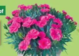 Thomas Philipps Nelken Dianthus Angebot