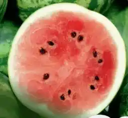 B1 Discount Baumarkt Wassermelone Pflanze Angebot