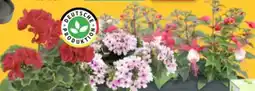 Thomas Philipps Beet- und Balkonpflanzen Angebot