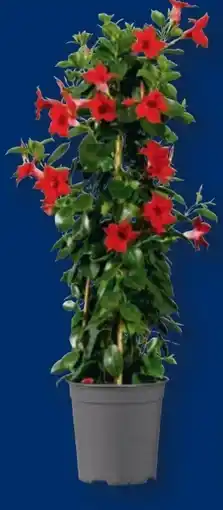 Lidl Dipladenia-Pyramide Angebot