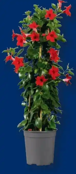 Lidl Dipladenia-Pyramide Angebot