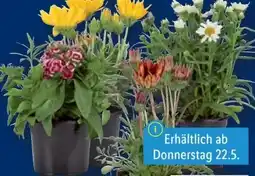 Lidl Sommerblüher & Stauden Angebot