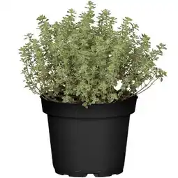 toom Baumarkt Toom Mediterrane Kräuter Angebot