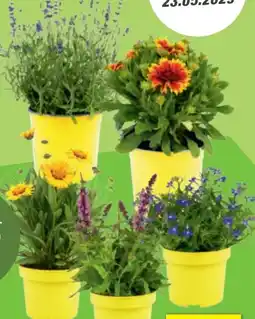toom Baumarkt Toom Staude Angebot