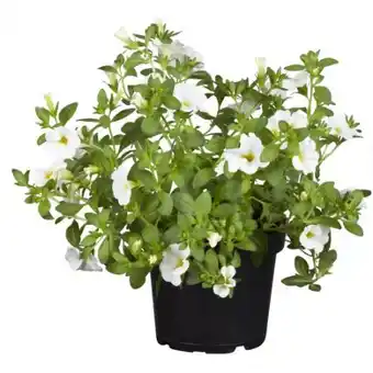 toom Baumarkt Toom Zauberglöckchen Angebot