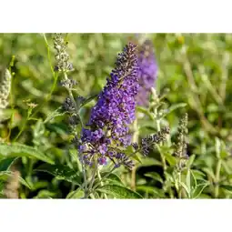 toom Baumarkt Sommerflieder Butterfly Candy Angebot