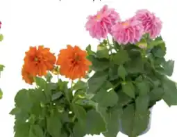toom Baumarkt Toom Dahlien Angebot