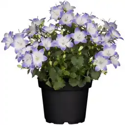 toom Baumarkt Toom Glockenblume Angebot